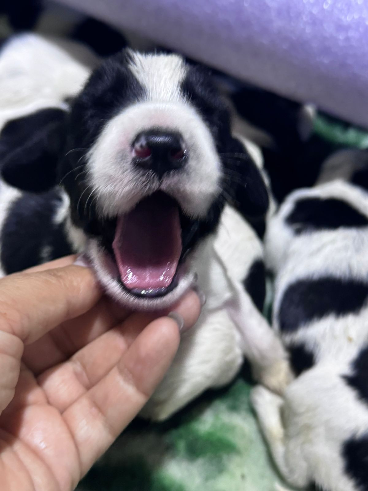 Puppy